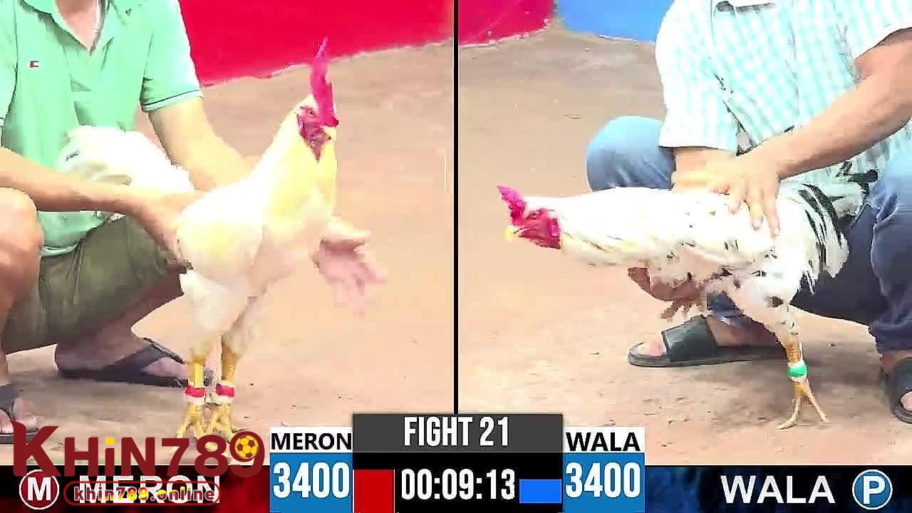 Địa Chỉ Đá Gà Thomo Uy Tín KHIN789