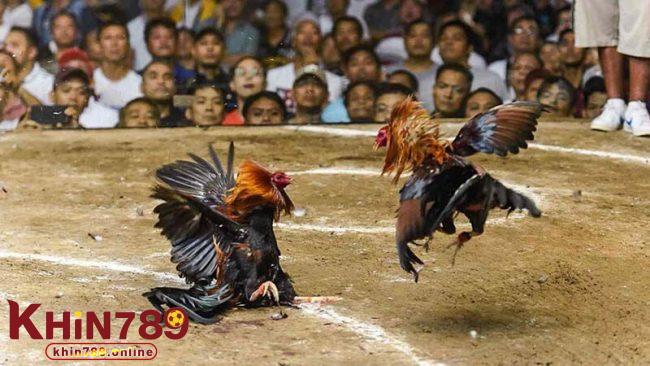 Theo dõi diễn biến mới nhất của các trận đá gà Thomo trong ngày