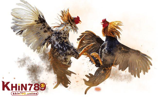 Trực Tiếp Đá Gà Thomo KHIN789 – Cuồng Nhiệt Cùng Những Trận Chiến Kịch Tính