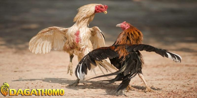 kinh nghiệm xem đá gà thomo campuchia