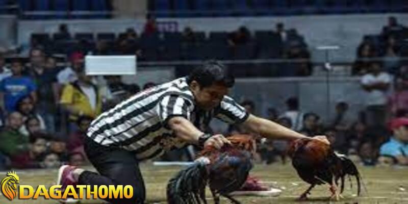 lợi ích khi tham gia đá gà thomo trực tuyến