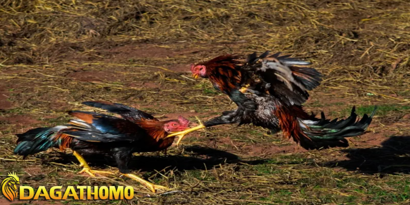 cách soi kèo đá gà thomo
